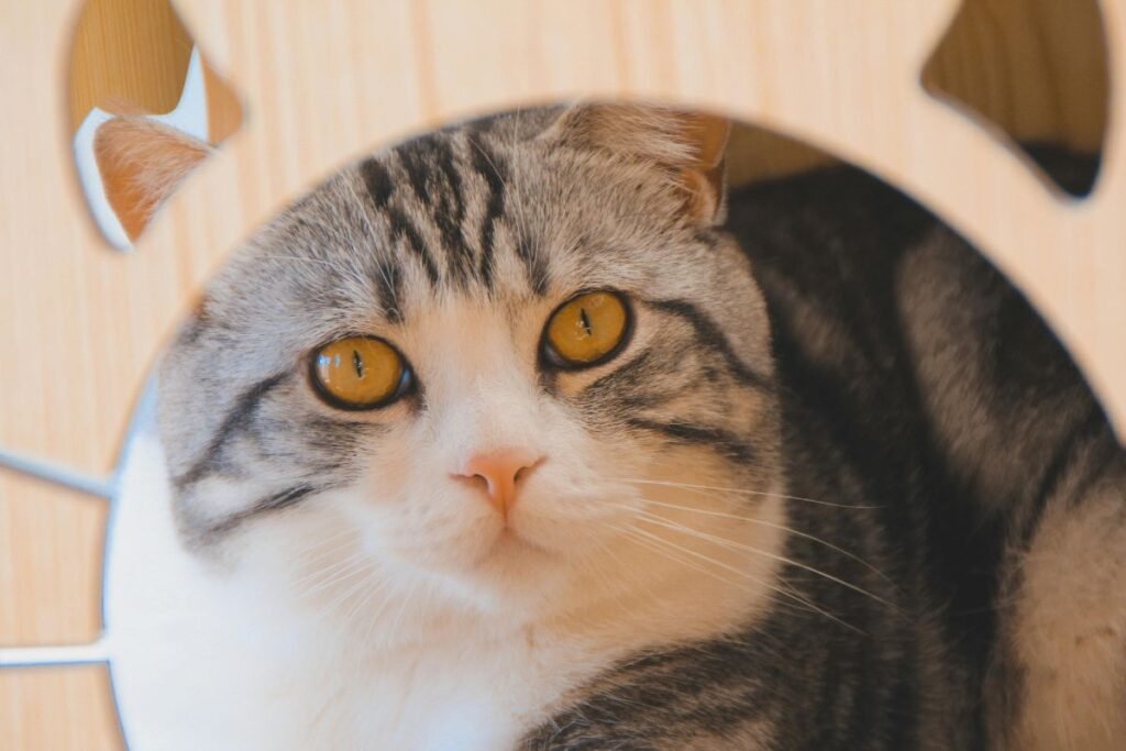 Chat